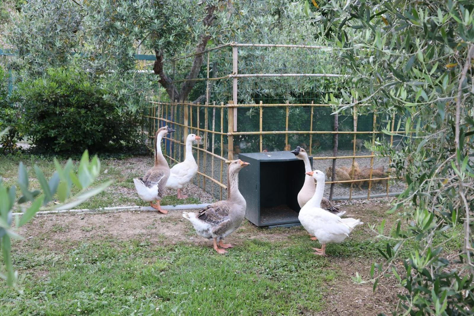 Cevoli Country Resort Lari Ngoại thất bức ảnh